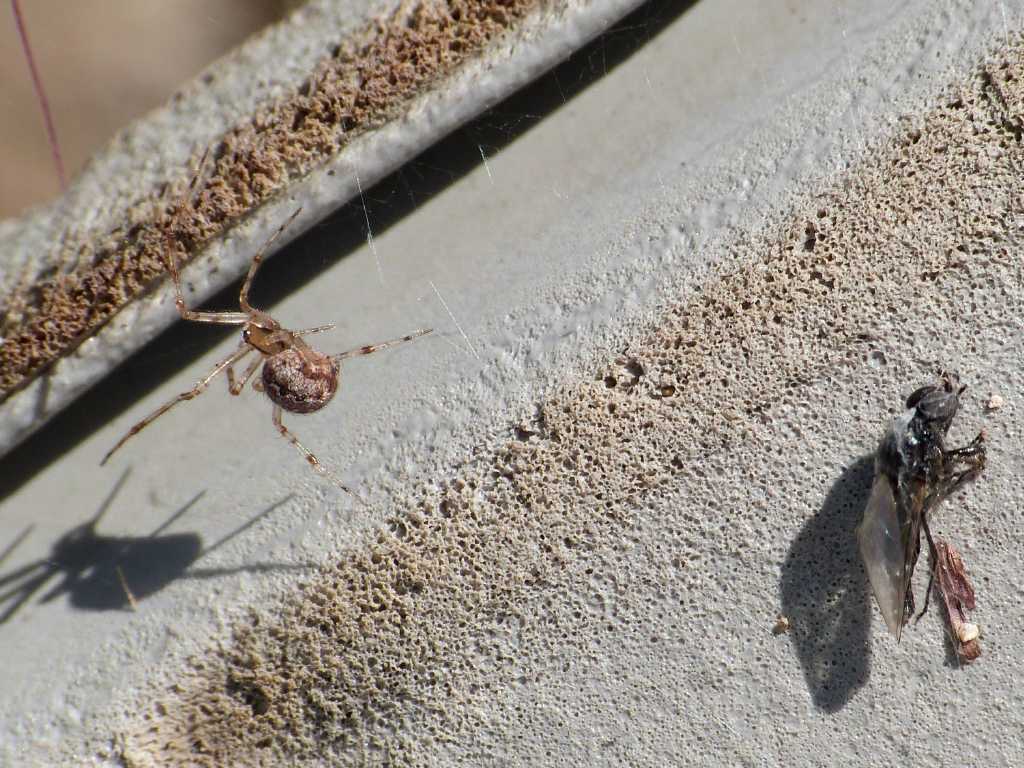 Theridion sp. - Ostia (RM)